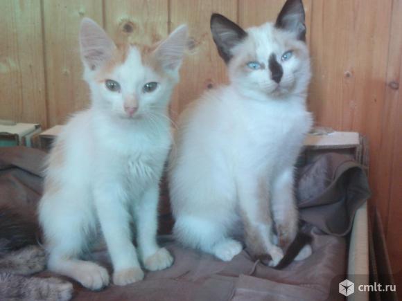 Отдам в добрые руки котят. Фото 7.