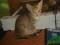 Отдам в добрые руки котят. Фото 6.