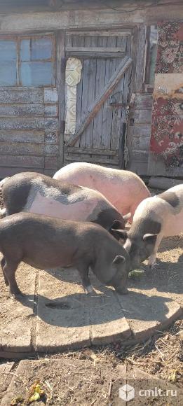 Вьетнамские свинки и боровки. Фото 1.