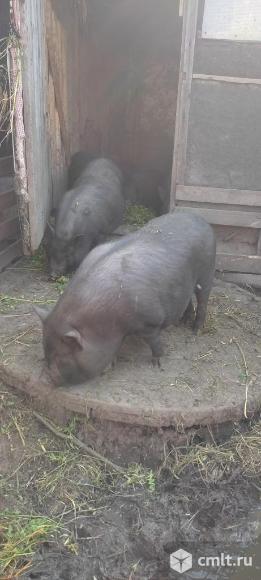 Вьетнамские свинки и боровки. Фото 3.