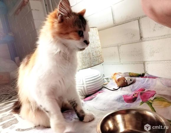 Кошечка Лучик в добрые руки. Фото 1.