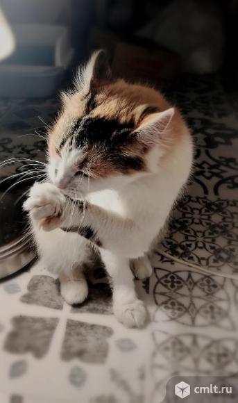 Кошечка Лучик в добрые руки. Фото 6.