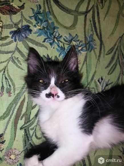 Котята Фея и Зена в добрые руки. Фото 1.