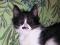 Котята Фея и Зена в добрые руки. Фото 1.