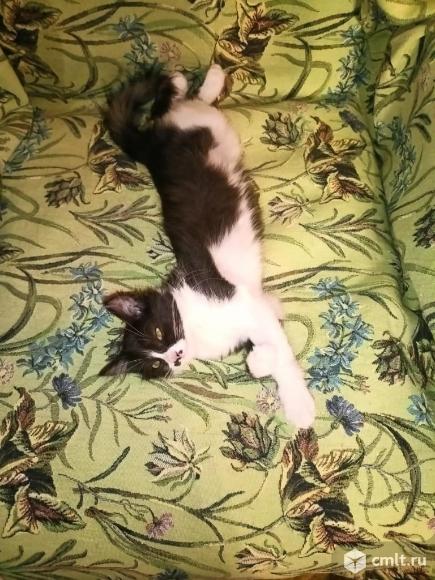 Котята Фея и Зена в добрые руки. Фото 4.