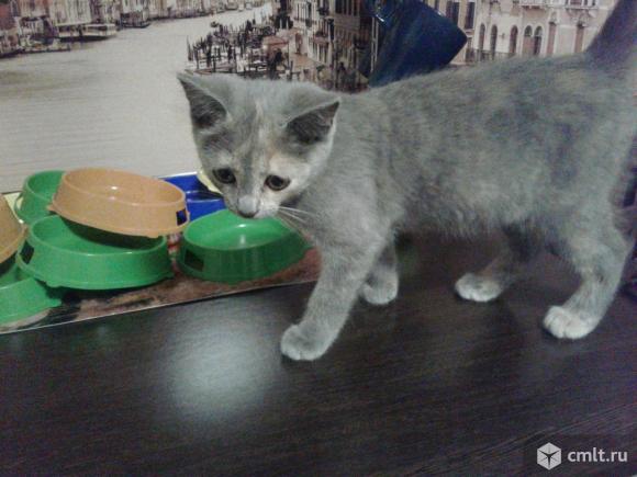Котенок серого окраса (мальчик). Фото 1.