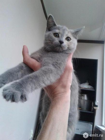 Котенок серого окраса (мальчик). Фото 5.