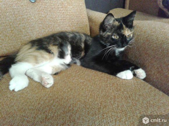 Котенок (девочка) яркого черепахового окраса. Фото 1.