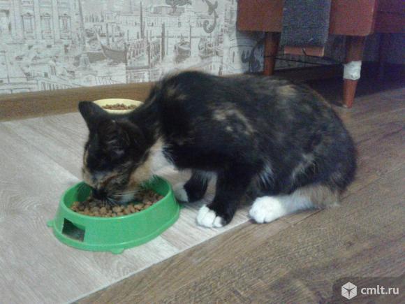 Котенок (девочка) яркого черепахового окраса. Фото 5.