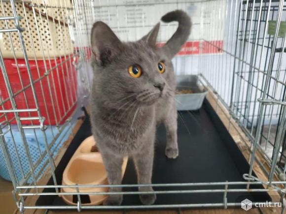 Раненой кошке нужен дом. Фото 1.