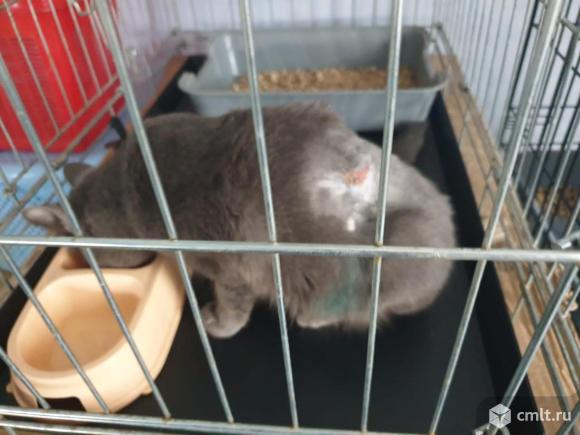 Раненой кошке нужен дом. Фото 4.