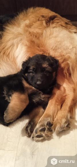 Продам щенка немецкой овчарки. Фото 1.