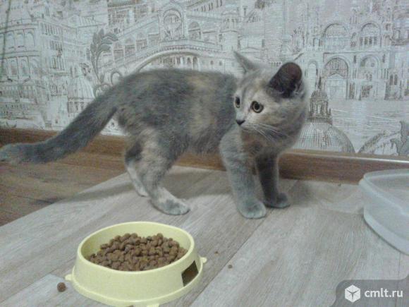 Котенок серо-бежевого окраса (мальчик). Фото 1.