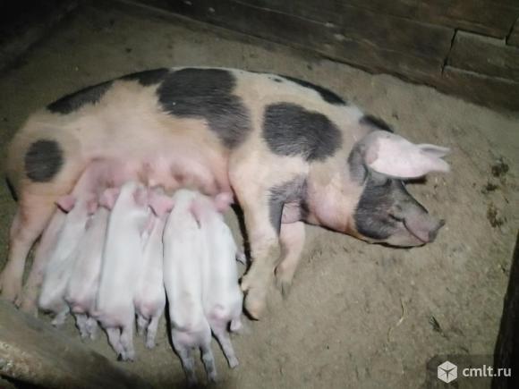 Продаются поросята. Фото 1.
