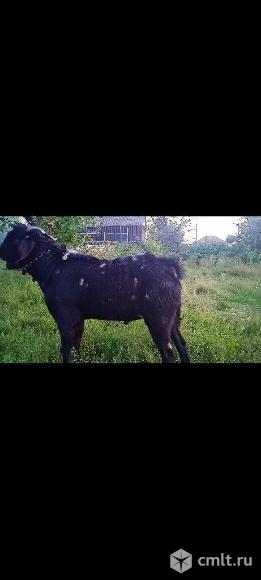 До 7ноября ещё продаю козлика Англо-нубийского%. Фото 1.