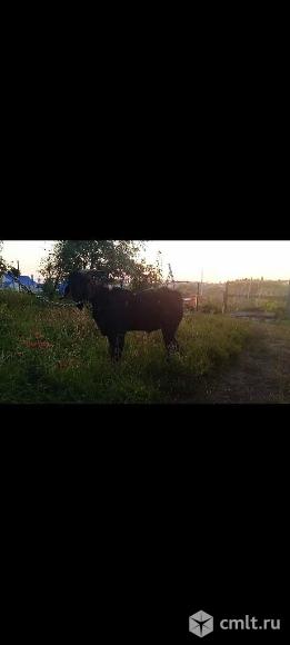 До 7ноября ещё продаю козлика Англо-нубийского%. Фото 5.