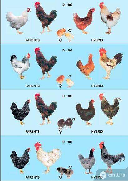 Инкубационное яйцо  кур доминант. Фото 2.