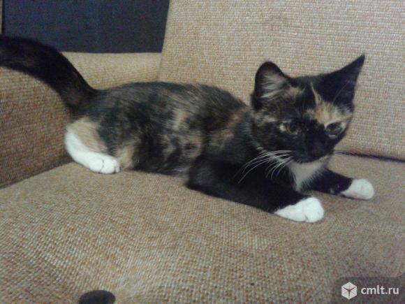 Шикарный яркий котенок (девочка). Фото 1.