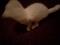 Шотландская вислоухая котенок. Фото 3.