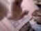 Шотландская вислоухая котенок. Фото 4.