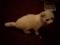Шотландская вислоухая котенок. Фото 2.