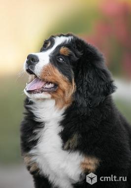 Щенки бернских зенненхундов. Фото 1.