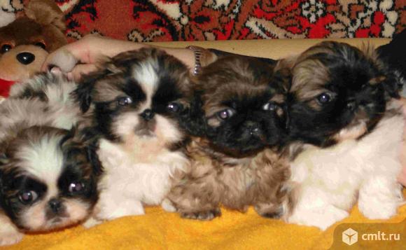 Продам щенят пекинеса. Фото 1.
