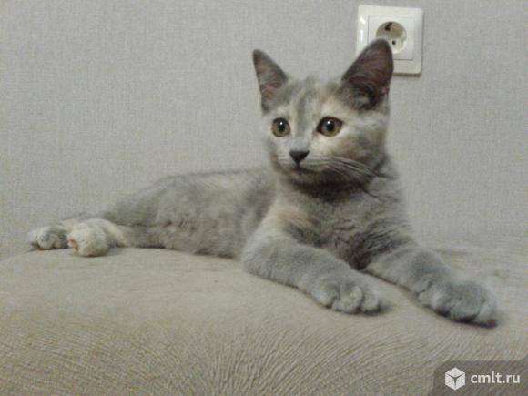 Котенок светлого двухцветного окраса (мальчик). Фото 1.