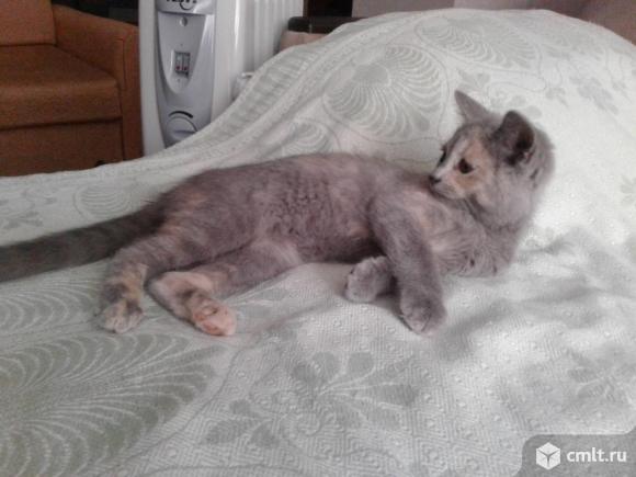 Котенок светлого двухцветного окраса (мальчик). Фото 6.