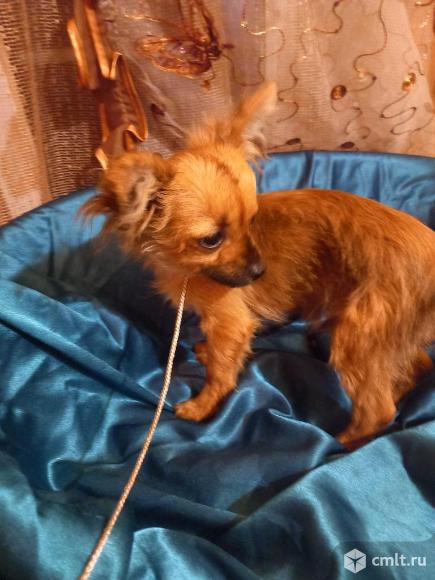 Чихуахуа щенки недорого. Фото 1.