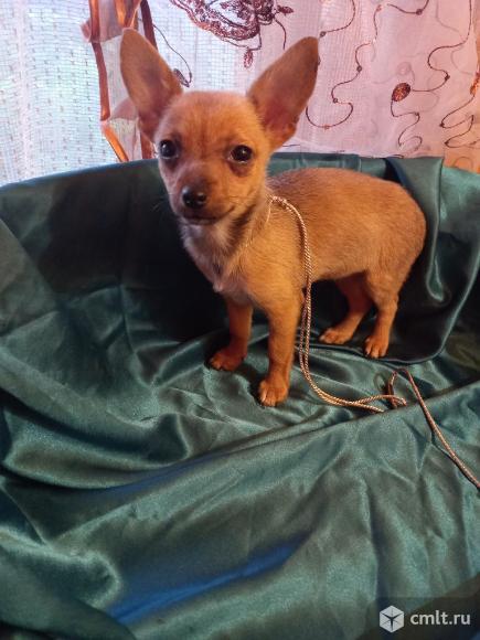 Чихуахуа щенки недорого. Фото 2.