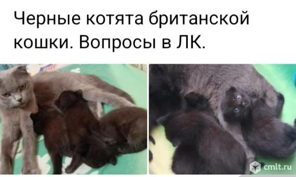 Отдам Котят. Фото 2.