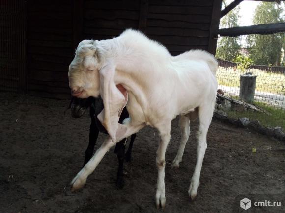 Англо-нубийская коза покрыта Гулаби. Фото 7.