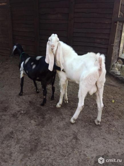 Англо-нубийская коза покрыта Гулаби. Фото 1.