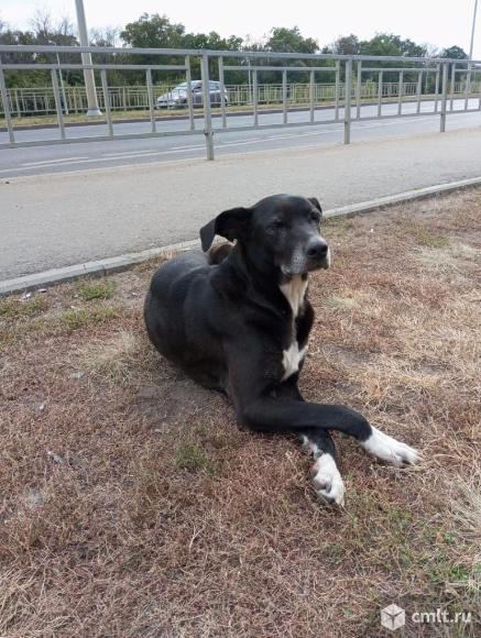 Пёс ищет дом. Фото 1.