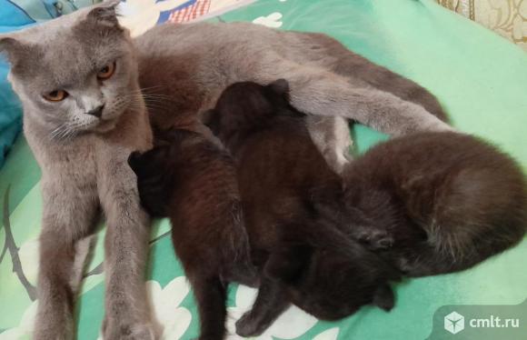 Отдам Котят. Фото 1.