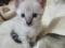 Котята. Фото 1.