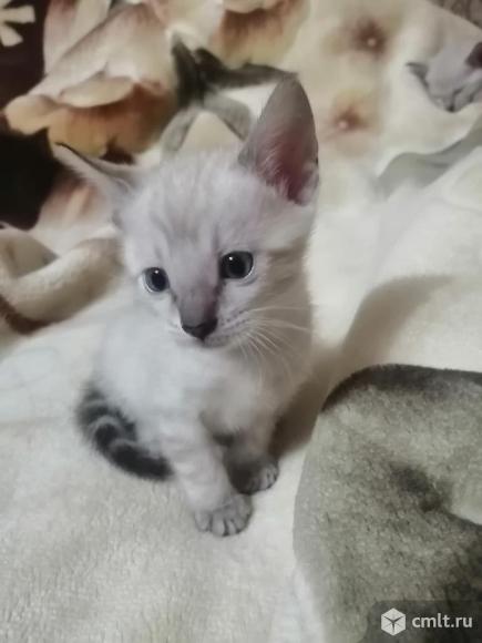 Котята. Фото 4.