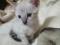 Котята. Фото 4.