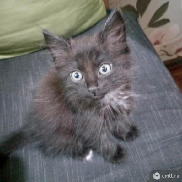 Красивый и умный котенок мальчик в хорошие руки. Фото 1.