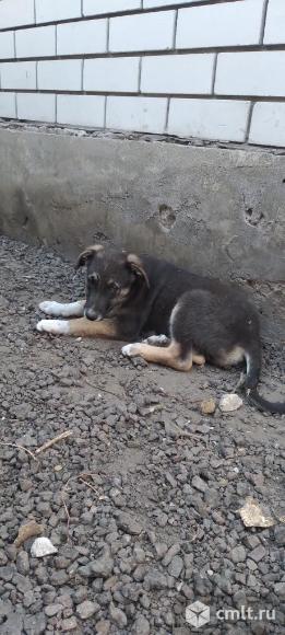 Щенки в добрые руки. Фото 1.