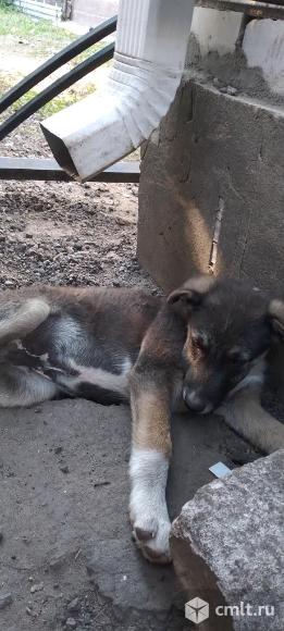 Щенки в добрые руки. Фото 4.