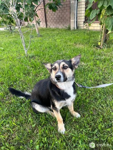 Собачка Дана ищет дом. Фото 1.