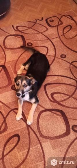 Собачка Дана ищет дом. Фото 3.