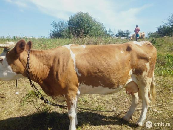 Корова. Фото 1.