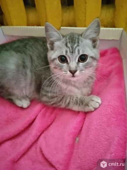 Отдам котенка. Фото 1.