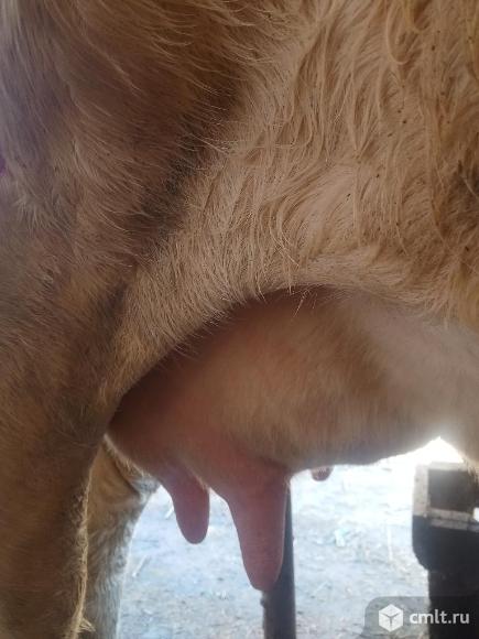 Корова. Фото 2.