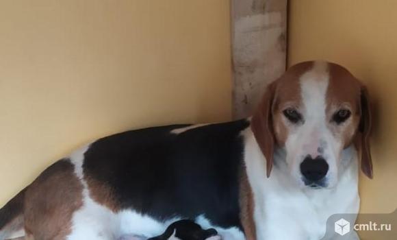 Пропала собака. Фото 1.