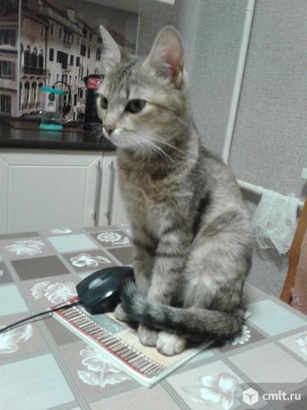 Миниатюрная кошка Шейла в добрые руки. Фото 1.