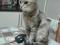Миниатюрная кошка Шейла в добрые руки. Фото 1.